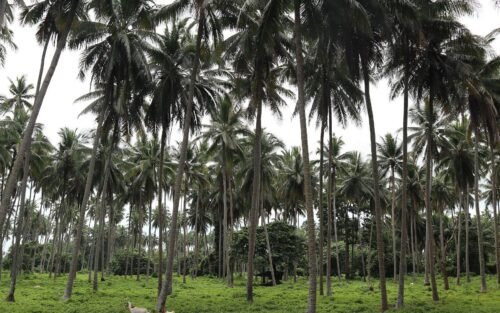 Coconut forest at Villa Escudero, Tiaong, Quezon