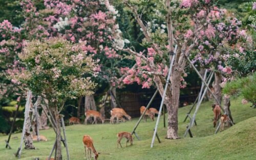 Deer at Nara Park