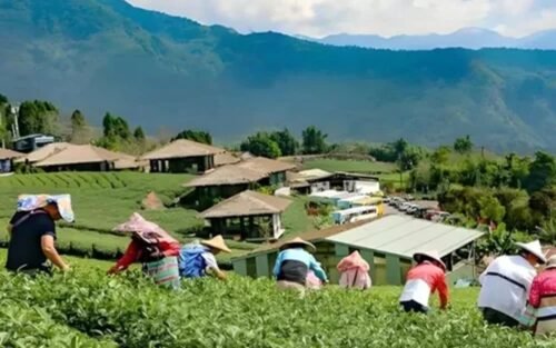 Tea plantation in the mountains of Taiwan – Taiwan Tour 2027 Taipei, Taichung & Kaohsiung