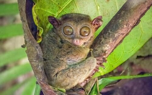 Philippine tarsier, Bohol